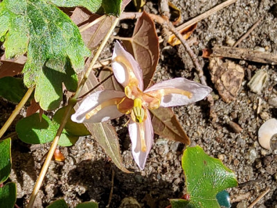 Epimedium Sämling fargesii rosa-braune Petalen.jpg
