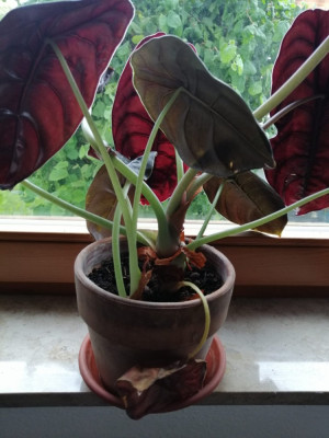 Alocasia.jpg