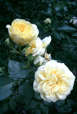 Sunlight_Romantica.JPG