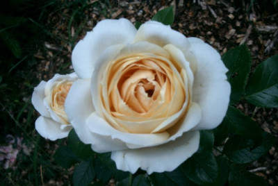 Lions_Rose.JPG