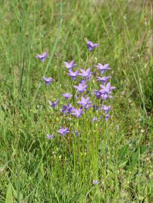 2024-06-27 Campanula 1.jpg