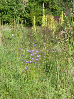 2024-06-27 Garteneinblick 1.jpg