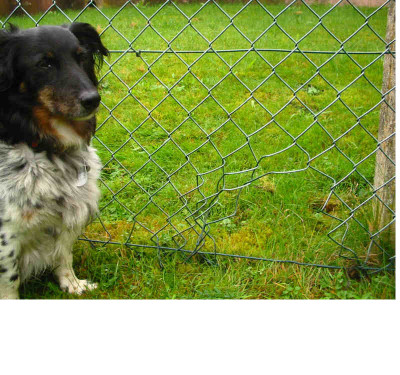 Dachs_Zaunloch.jpg
