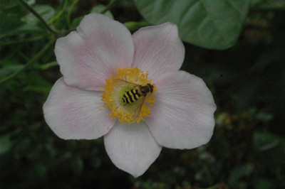 A6856_Large.JPG