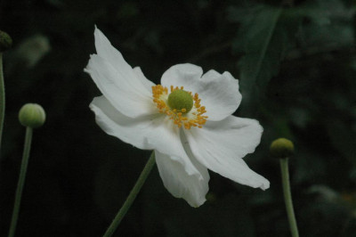 A6858_Large.JPG