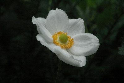 A6860_Large.JPG