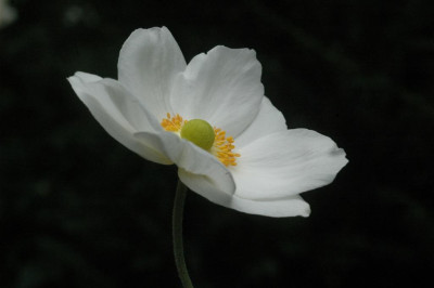 A6866_Large.JPG
