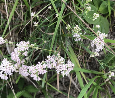 IMG_4392.jpeg