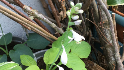 Hosta.JPG