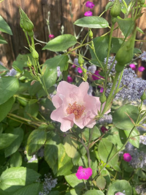 IMG_5747.jpeg