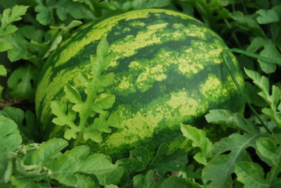 Melone_vor_der_Ernte_08.jpg