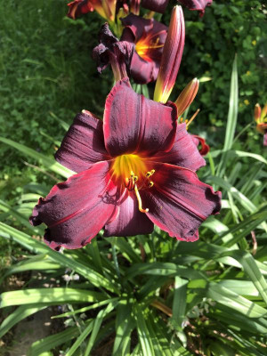 Hemerocallis_Happy_Apple.jpeg