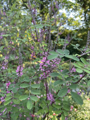Indigofera amblyantha Juni 2024.jpg