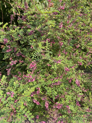 Indigofera howellii Reginald Cory Juni 2024.jpg
