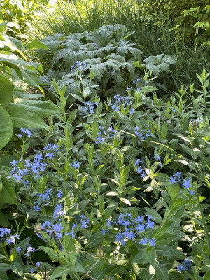 Amsonia orientalis Juni 2024.jpg