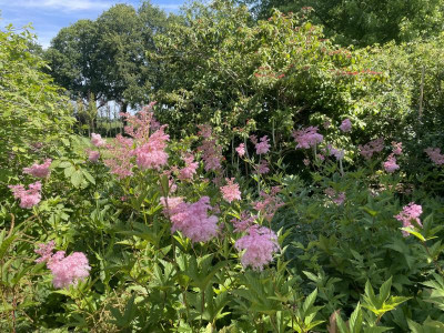 Filipendula rubra Venusta Juni 2024.jpg