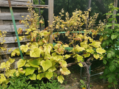 Rebe MN Chlorose Stock.jpeg