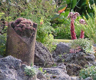 steingarten_sempervivums.jpg