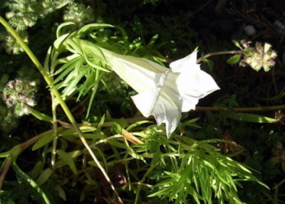 Sino_ornata_alba.JPG