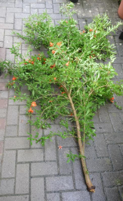Granatapfel-bei-Regen.jpg