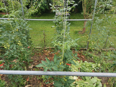 Tomaten 20240630.jpeg