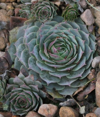 sempervivum_05_041205.jpg