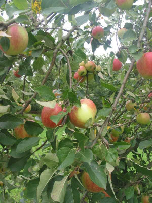 Apfel_3.jpg