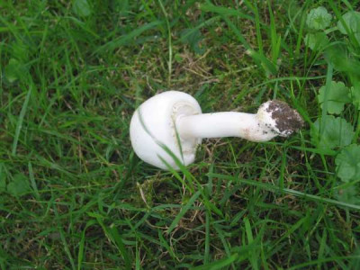 Pilz_1.jpg
