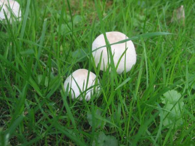 Pilz_2.jpg