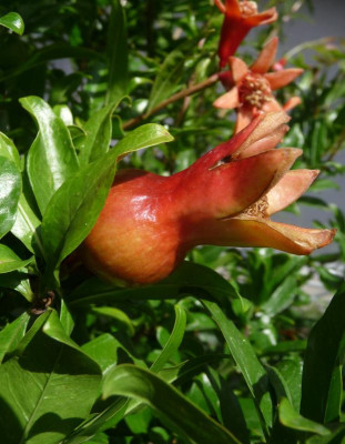 Granatapfel-Frucht.jpg