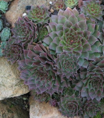 sempervivum_07_041205.jpg