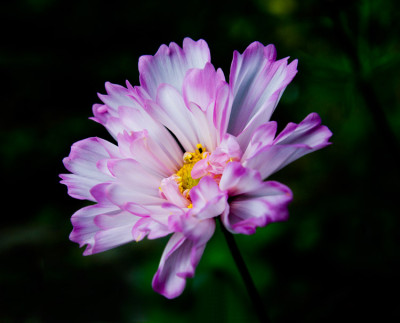 Cosmea-rosa.jpg