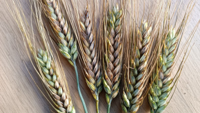 Durum Pseudomonas.jpeg