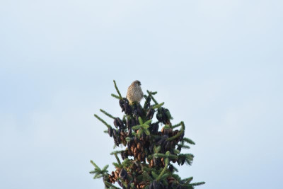 DSC_0747.JPG