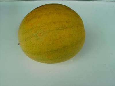 goldene_Wassermelone.jpg
