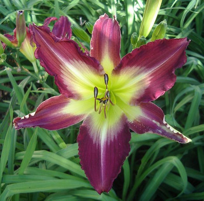 Saml._Dallas_Star_x_Trahlyta_x_Spirit_Of_Sapelo2.jpg