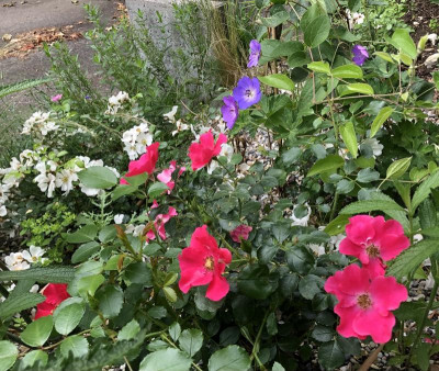 IMG_4455.jpeg