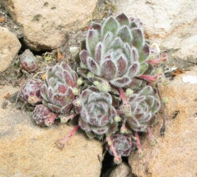 Sempervivum_0404325_02.jpg