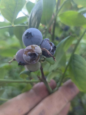 Blaubeeren.jpg