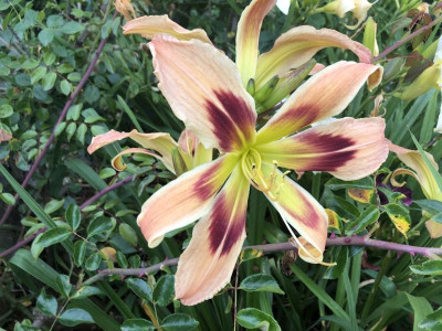 Hemerocallis_Wild_n_Wonderful.JPG