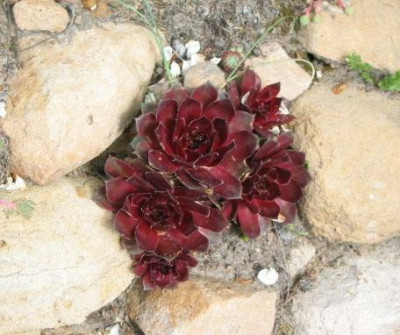 Sempervivum_0404325_04.jpg