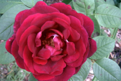 Rose_du_Roi.JPG