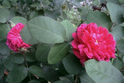 Rose_de_Resht.JPG