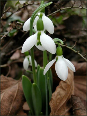 Galanthus_4.JPG