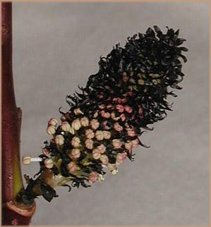 Salix_Knospe.JPG