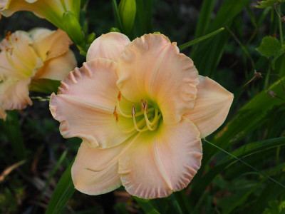 Mariolas Traum P7110004.JPG