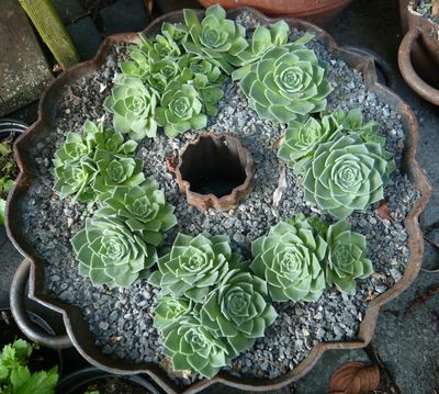 Sedum_sempervivoides_fars_2008.jpg