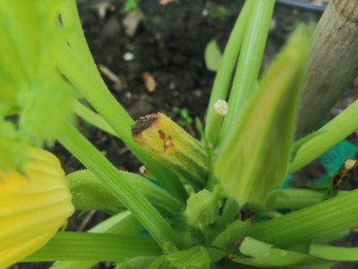 Zucchini_BEF_20240703.jpg