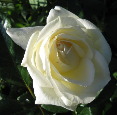 IMG_0826a.jpg