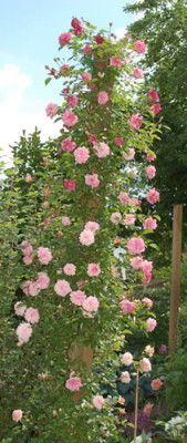 Paul_Noel_0010__P_27163.jpg